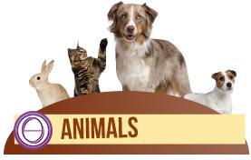 حیوانات